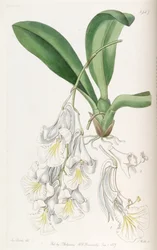 Rodriguezia candida